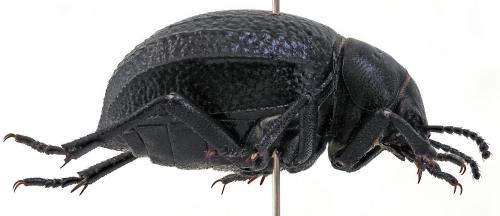Réf. 254 728 : Pimelia payraudi